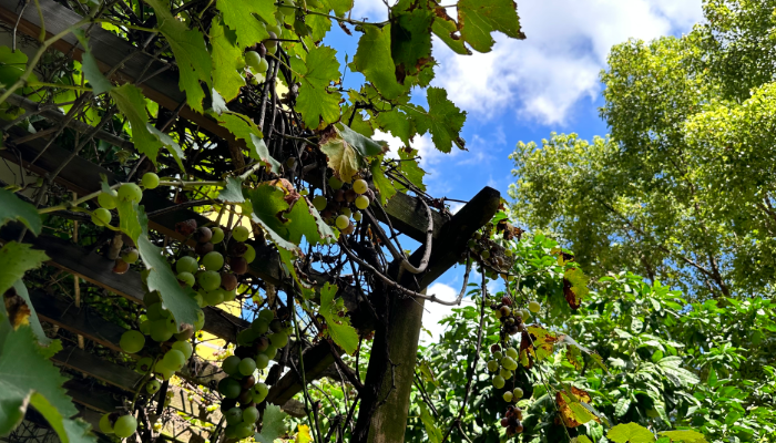 ��Դҽҩ���۶��3.5��Ԫ�����